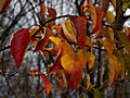 Cornus controversa IMG_1392 Dereń pagodowy